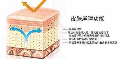 人体四大生理屏障及其作用