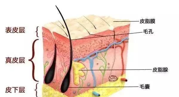 人体内有几个屏障,分别是什么?