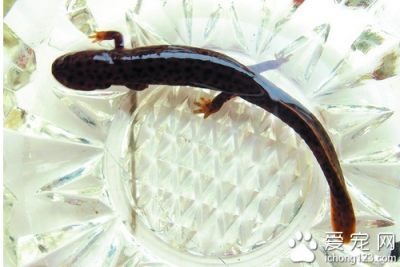 ​娃娃鱼吃什么食物鱼吃什么 教你如何饲养娃娃鱼）