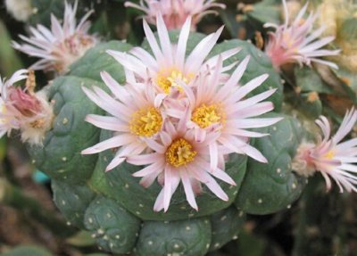 ​乌羽玉与家居风格的搭配-乌羽玉的风水学应用