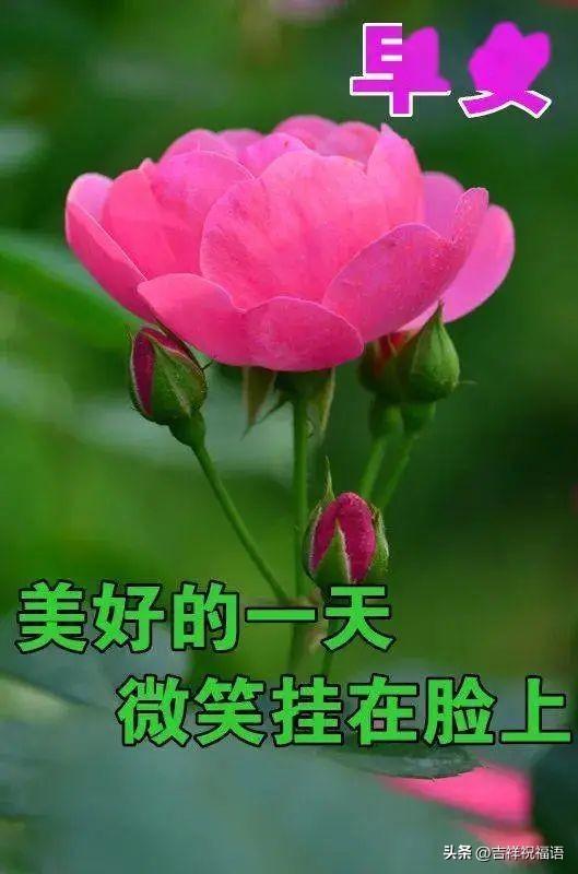 早安问候早上好的表情包（最新早上好表情包）(6)