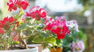 ​3种花能“熏蚊子”，香味很独特，随便养几盆，蚊子不敢来