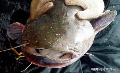 ​以“便便”为食的鲶鱼，不能吃？摘掉有色眼镜，它们也是美味
