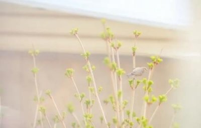 ​婚礼四大金刚是指什么婚礼的四大金刚指的