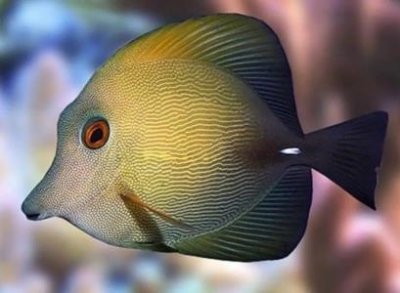 ​地球上有没有美人鱼科学界一般将海