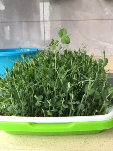 ​自种豌豆苗的方式方法（你也能种出鲜嫩水灵的豌豆苗）