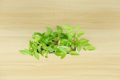 ​小丽花有什么样的作用