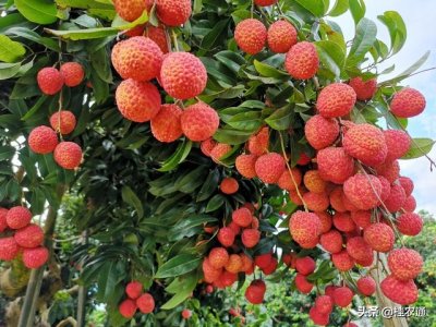 ​荔枝之乡在哪里（广西灵山为什么是最正宗的中国荔枝之乡，说出来你别不服气！