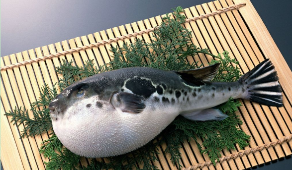 河豚生活在哪里,河豚是生长在河里还是海里图4