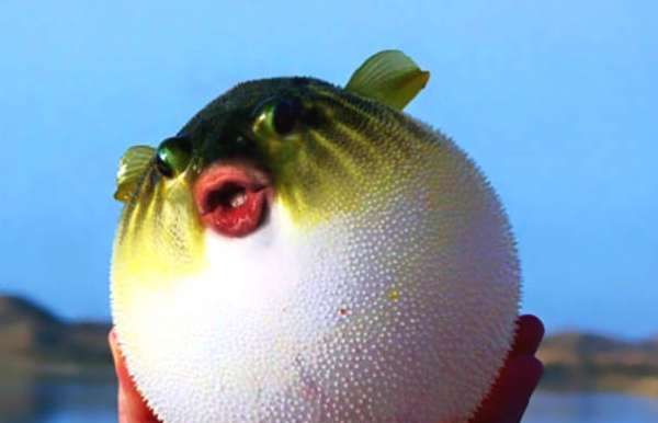 河豚生活在哪里,河豚是生长在河里还是海里图3