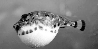 狗头河豚是淡水还是海水