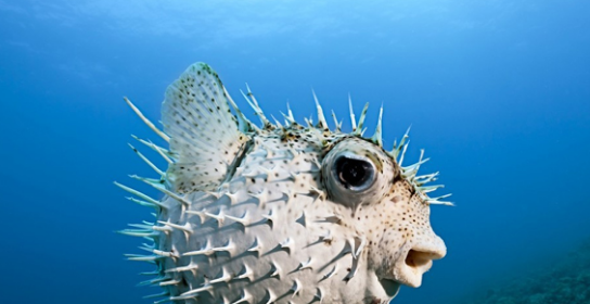 河豚生活在哪里,河豚是生长在河里还是海里图1