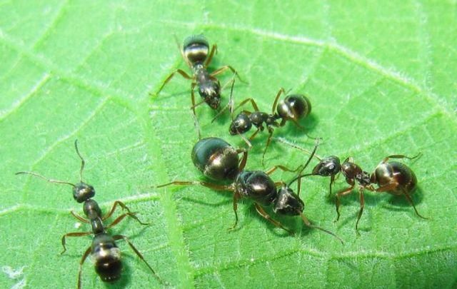 蚂蚁蜘蛛狗分类