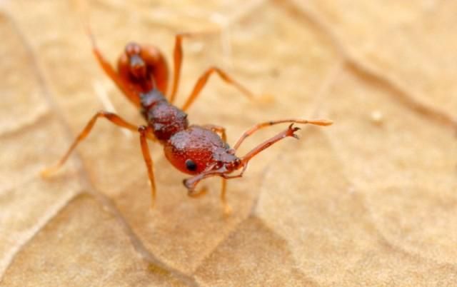 将蝴蝶,蚂蚁,七星瓢虫,鸡,鸭,鹅,蜜蜂归类