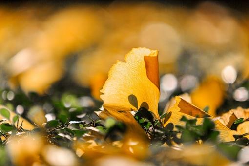 如何用古诗词形容秋景