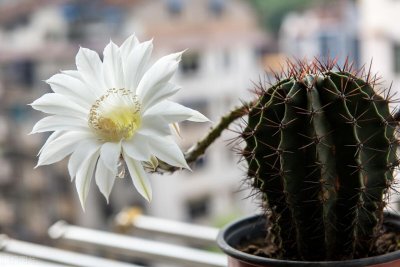 ​仙人球多久浇一次水（仙人球的3个浇水方法）