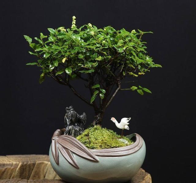 这种盆景高端大气、上档次，家里栽1盆，寓意美好，韵味十足