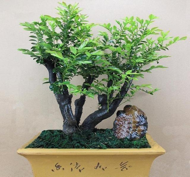 这种盆景高端大气、上档次，家里栽1盆，寓意美好，韵味十足