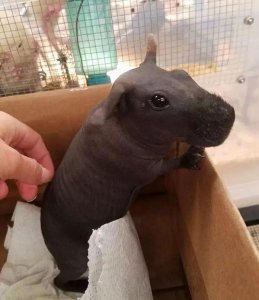 ​有点可爱！形似“迷你版”河马的无毛豚鼠了解一下