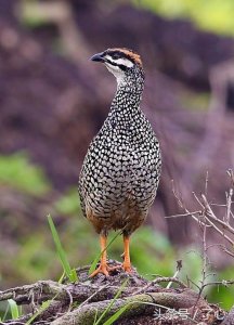 ​关于中华鹧鸪的知识