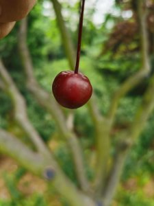 ​家里养海棠花有什么好处