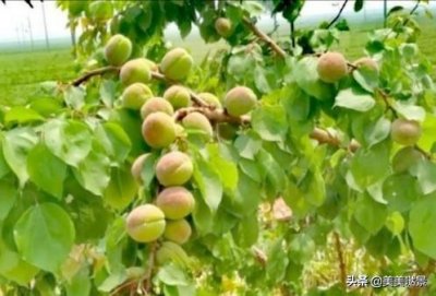 ​天使的翅膀徐誉滕（天使的翅膀）