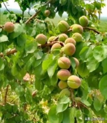 天使的翅膀徐誉滕（天使的翅膀）(3)