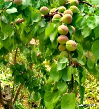 天使的翅膀徐誉滕（天使的翅膀）(6)