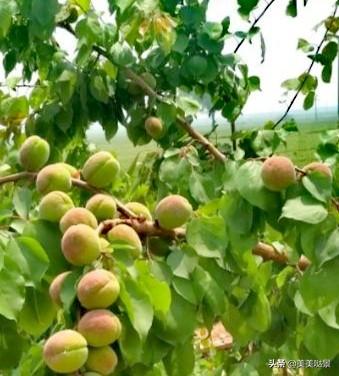 天使的翅膀徐誉滕（天使的翅膀）(4)