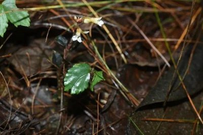 ​西藏墨脱发现植物新种！