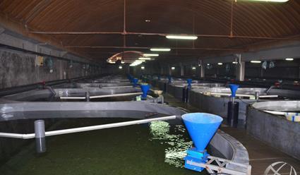 河豚是最常见却又最昂贵的东西（它到底生活在河里还是海里）(17)