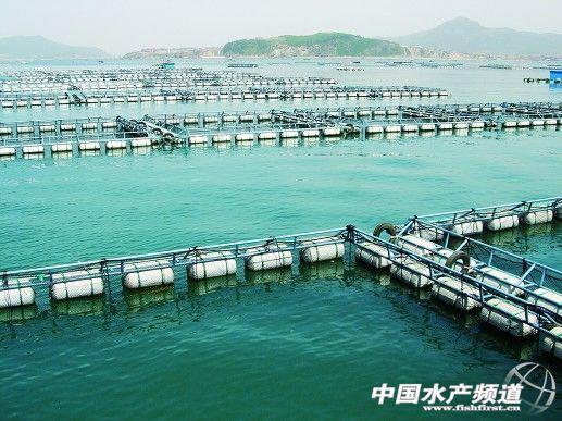 河豚是最常见却又最昂贵的东西（它到底生活在河里还是海里）(16)