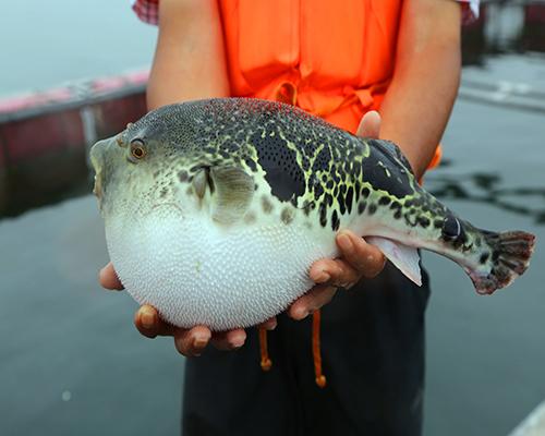 河豚是最常见却又最昂贵的东西（它到底生活在河里还是海里）(2)