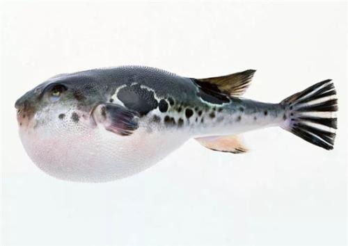 河豚是最常见却又最昂贵的东西（它到底生活在河里还是海里）(9)