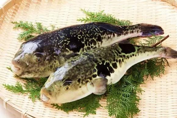 河豚是最常见却又最昂贵的东西（它到底生活在河里还是海里）(10)