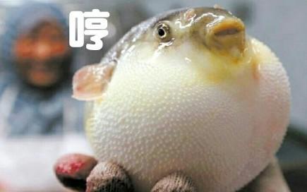 河豚是最常见却又最昂贵的东西（它到底生活在河里还是海里）(4)