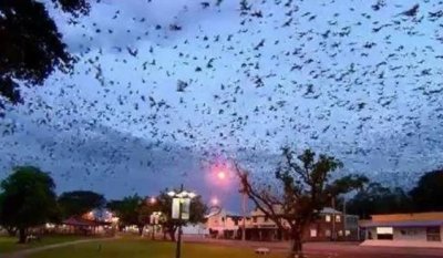 ​不同文化背景成就不同蝙蝠形象，蝙蝠的东西方差异