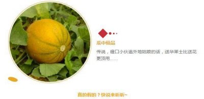 ​天下第一瓜-磴口“华莱士”