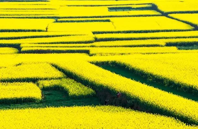 罗平11月份油菜花（早春盛放的油菜花）(2)