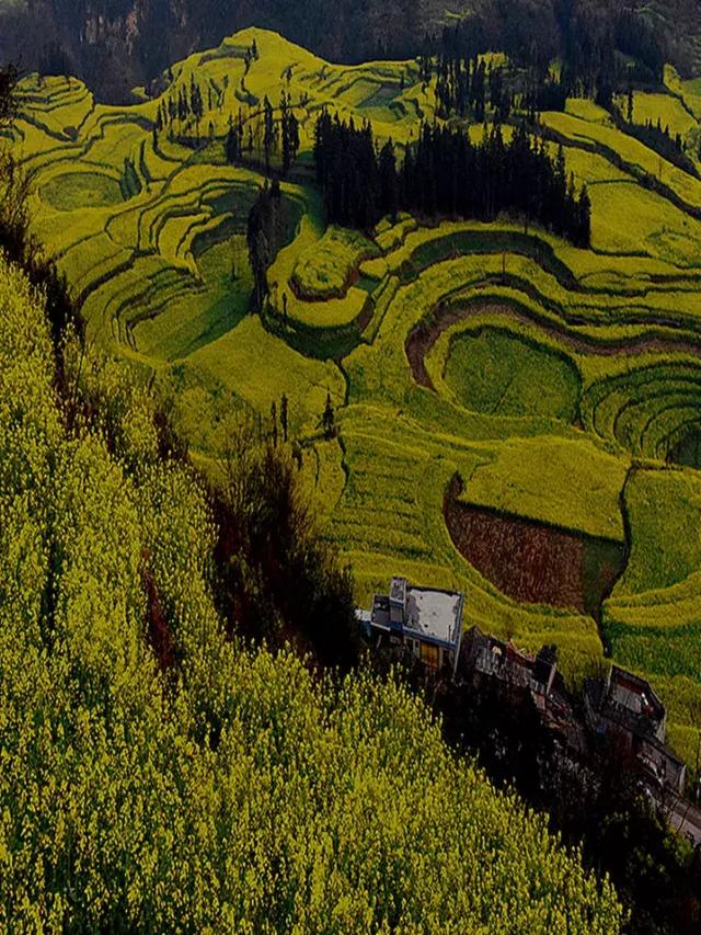 罗平11月份油菜花（早春盛放的油菜花）(13)