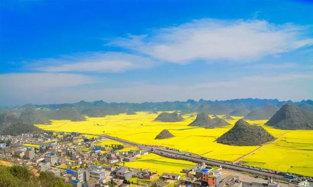 罗平11月份油菜花（早春盛放的油菜花）(10)