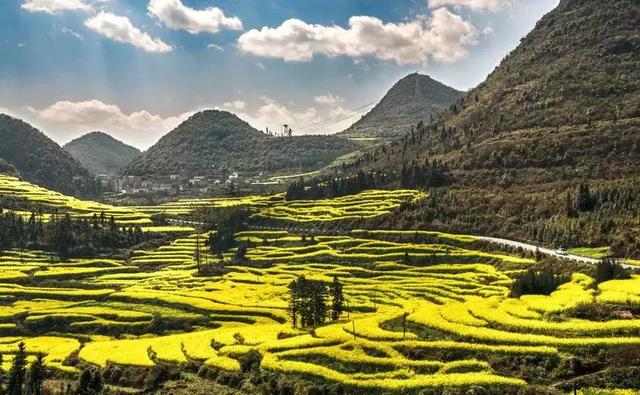 罗平11月份油菜花（早春盛放的油菜花）(12)