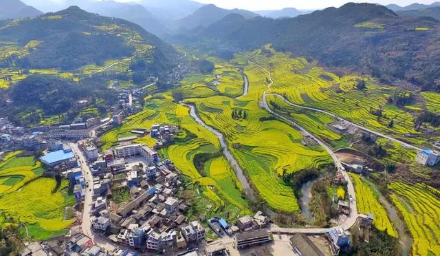 罗平11月份油菜花（早春盛放的油菜花）(8)