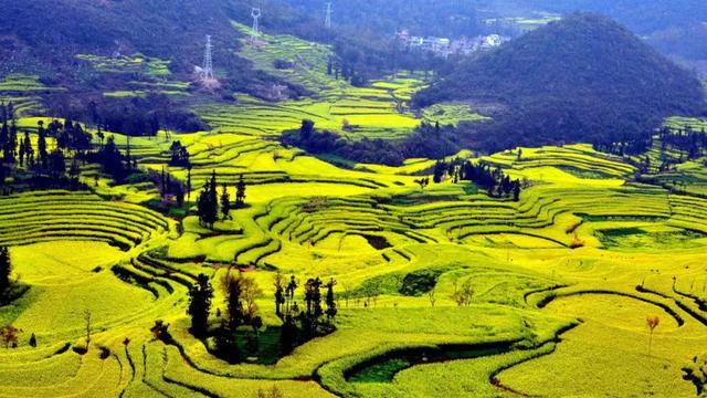 罗平11月份油菜花（早春盛放的油菜花）(11)