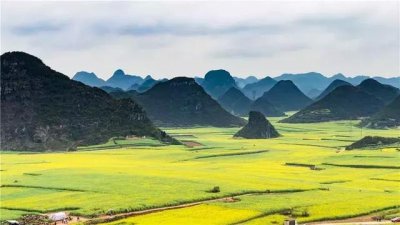 ​罗平11月份油菜花（早春盛放的油菜花）