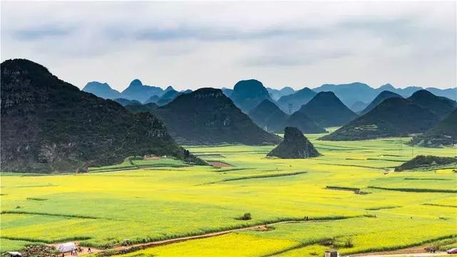罗平11月份油菜花（早春盛放的油菜花）(1)