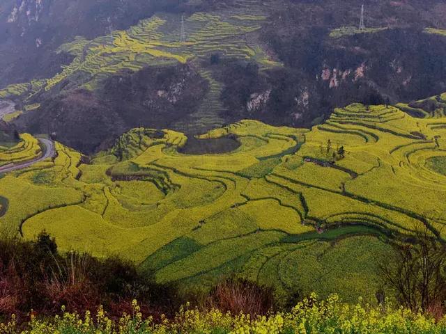 罗平11月份油菜花（早春盛放的油菜花）(4)