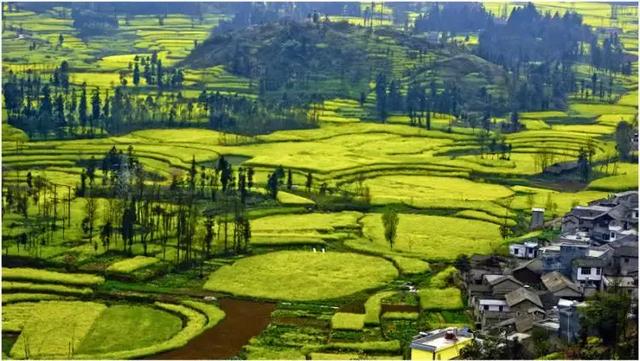 罗平11月份油菜花（早春盛放的油菜花）(7)