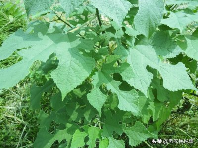 ​构树“喊冤”：全身是宝价值高，却遭村民嫌，亩收入达4000元