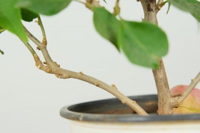 ​三角梅怎么浇水